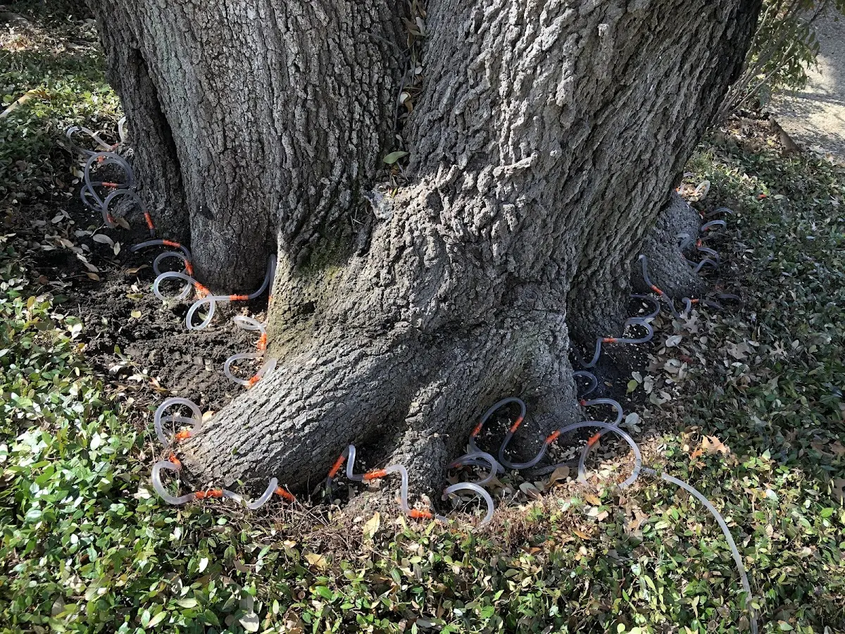 Detailed Tree Cabling and Bracing job site in Lizton