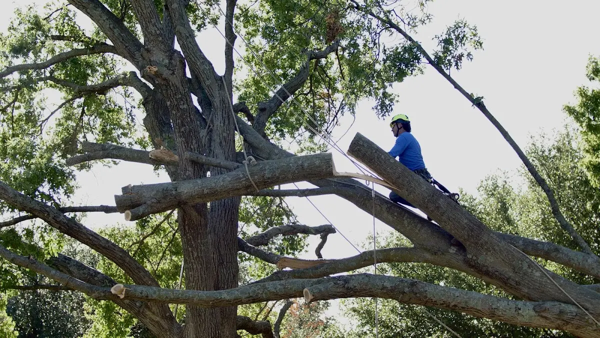 Professional Crown Thinning performed by certified arborists in Lizton